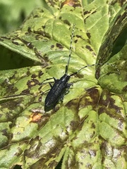 Agapanthia turanica