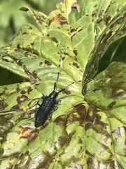 Agapanthia turanica