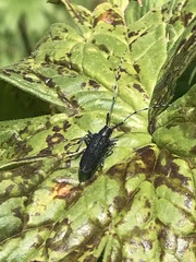 Agapanthia turanica