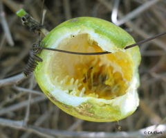 Passiflora edulis flavicarpa