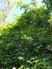 Passiflora edulis flavicarpa