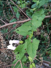 Calystegia hederacea