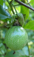 Passiflora edulis flavicarpa