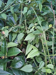 Rubia cordifolia