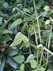 Rubia cordifolia