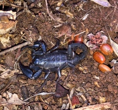 Urodacus planimanus
