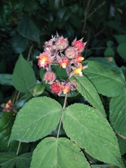 Rubus innominatus