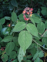 Rubus innominatus