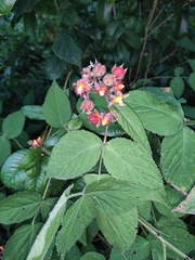 Rubus innominatus