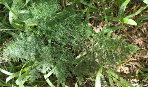 Asparagus setaceus observed 2017-12-08