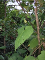 Aristolochia tubiflora