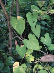 Aristolochia tubiflora