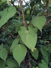 Aristolochia tubiflora