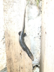 Marisora lineola