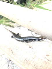 Marisora lineola