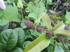 Clinopodium chinense