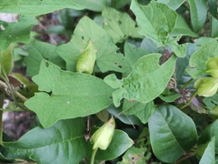 Calystegia silvatica orientalis