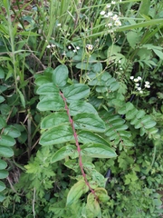 Coriaria nepalensis