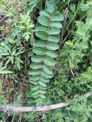 Coriaria nepalensis