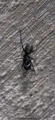 Camponotus pennsylvanicus