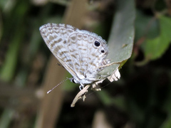 Leptotes cassius cassidula