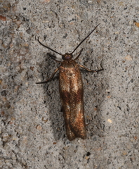 Urodidae