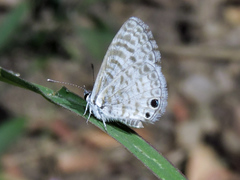 Leptotes cassius cassidula