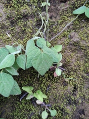 Amphicarpaea edgeworthii