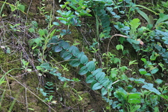 Coriaria nepalensis