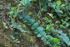 Coriaria nepalensis