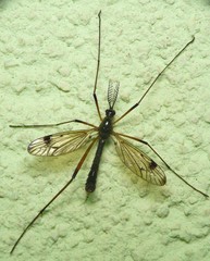 Dictenidia bimaculata
