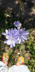 Cichorium intybus