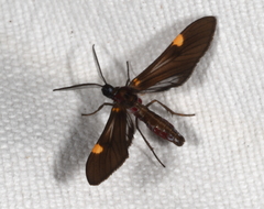 Rhynchopyga meisteri