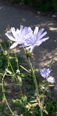 Cichorium intybus