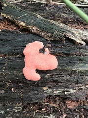 Dictydiaethalium plumbeum