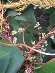 Cuscuta lupuliformis