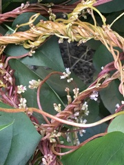 Cuscuta lupuliformis