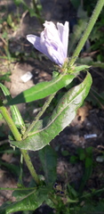 Cichorium intybus