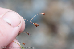 Luzula arcuata unalaschcensis