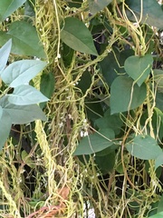 Cuscuta lupuliformis