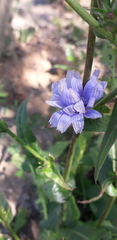 Cichorium intybus