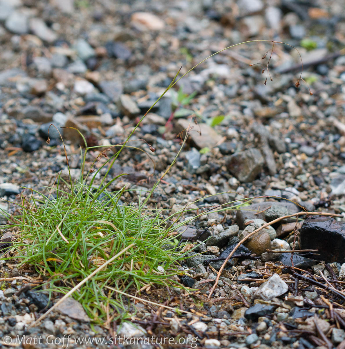 Luzula arcuata ssp. unalaschkensis
