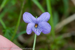 Viola epipsiloides