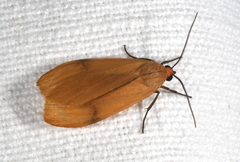 Eucereon apicalis