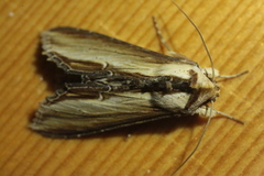 Cucullia verbasci