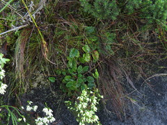 Hermas capitata