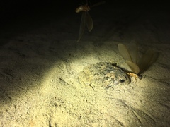 Sclerophrys regularis