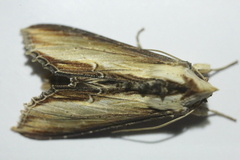 Cucullia verbasci