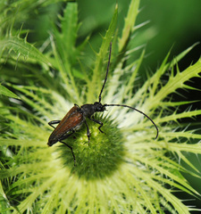 Trachysida mutabilis