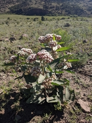 Asclepias hallii